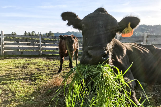 cow eating fresh-cut grass