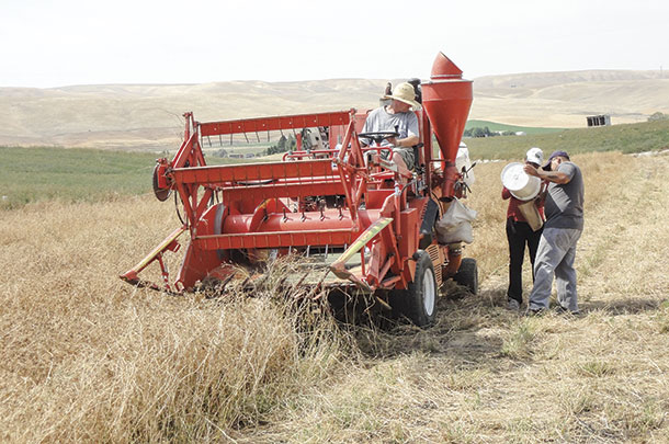 Sandya Kesoj, Jeff Colson and Jesus Prieto harvest alfalfa seed fields