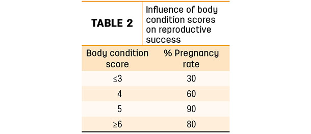 Influence of body condition scores on reproductive success