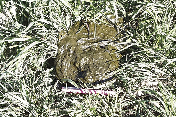 This dropping indicates a forage crude protein greater than 20 percent 