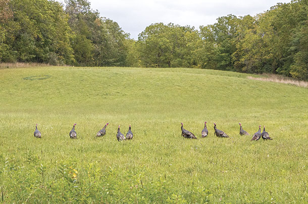 Wild turkeys have made its hone on a timothy field 