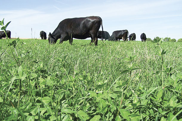 Livestock grazing cover crops