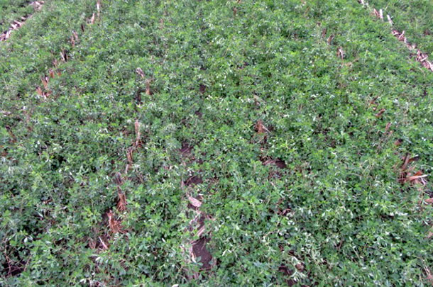 interseeded alfalfa 6 weeks after corn silage harvest