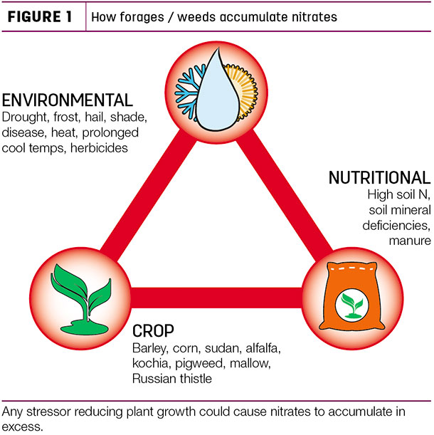 How forages/weeds accumulate nitrates
