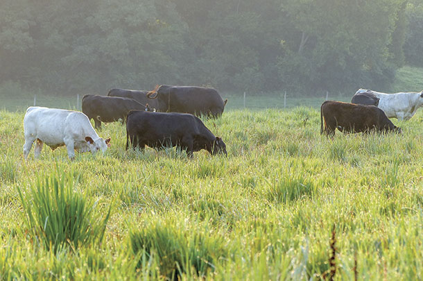 cattle grazing tall grass