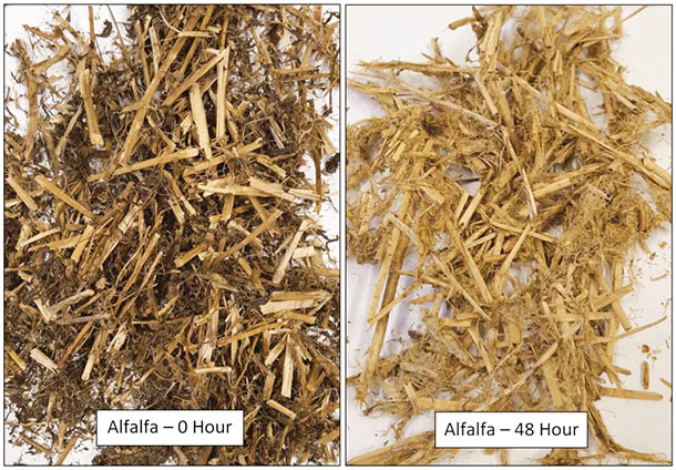 alfalfa silage after 0 hours and 48 hours in the rumen