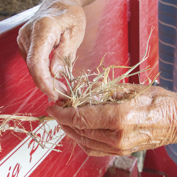 Jim Russell holds a single bermudagrass sprig