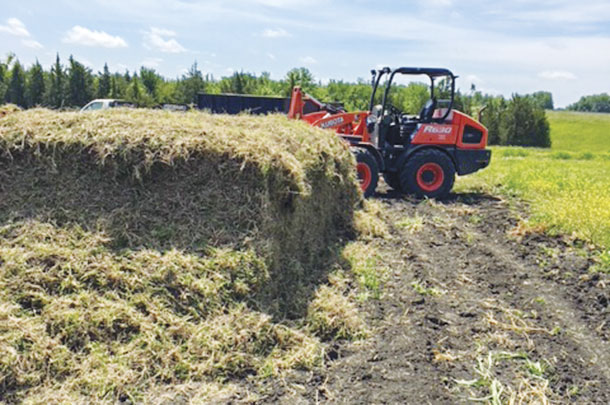 Once cut, sprigs are staged for loading to haul to buyers' fields