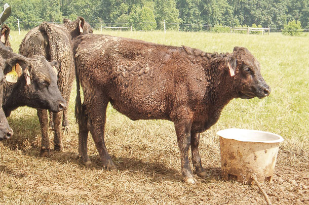 Heifer grazes toxic endophyte-infected Jesup tall fescue