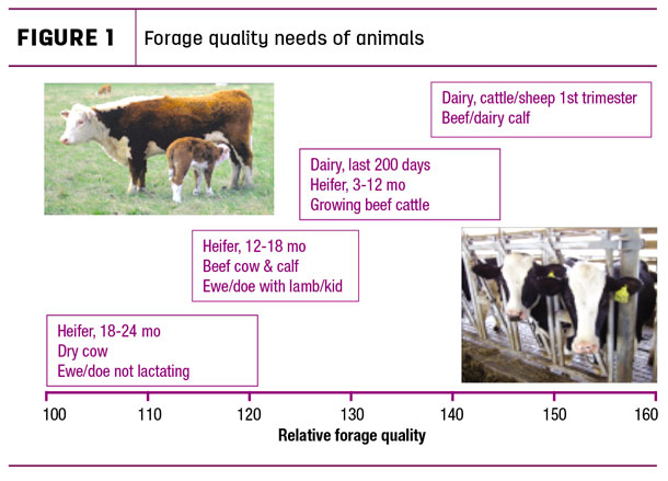Forage quality needs of animals