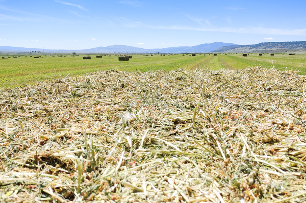 Alturas Ranches alfalfa bales