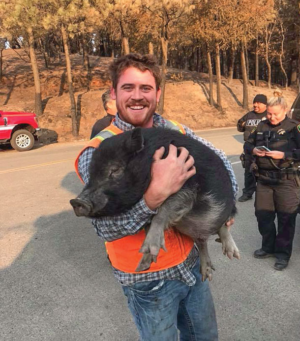 Justin Bruning with a loose pig