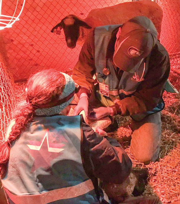 A vet from University of California - Davis tends to a newborn lamb