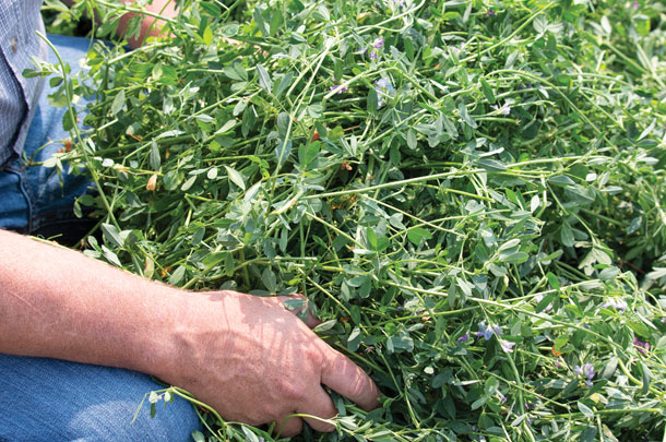 Mark Barrie kneels next to a fresh-cut row of alfalfa