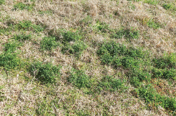 Deep Grass Graziers second year stand of Bulldog 805 alfalfa interseeded with Tifton 85 bermudagrass