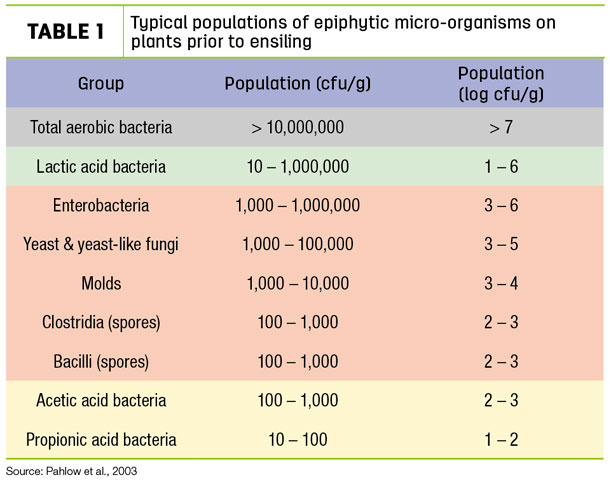 Typical populations of epiphytic micro-organisms on plants prior to ensilling