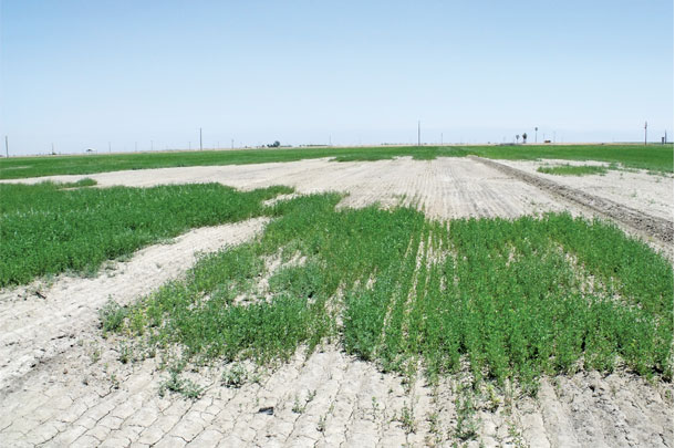 High-salinity soil shows its effects on this California alfalfa field