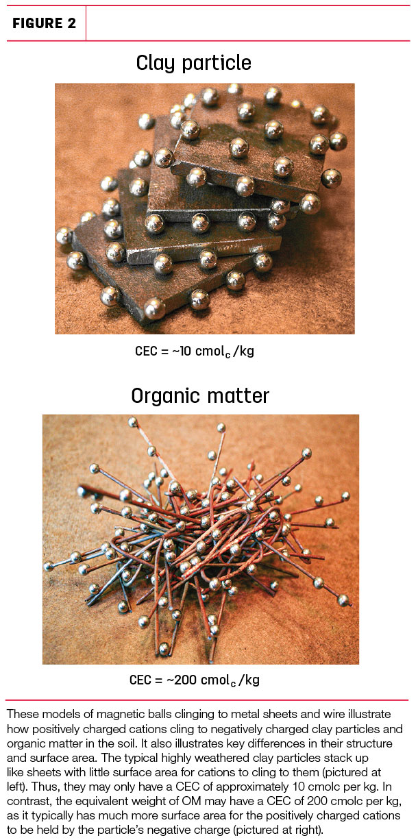 Clay particle and organic matter