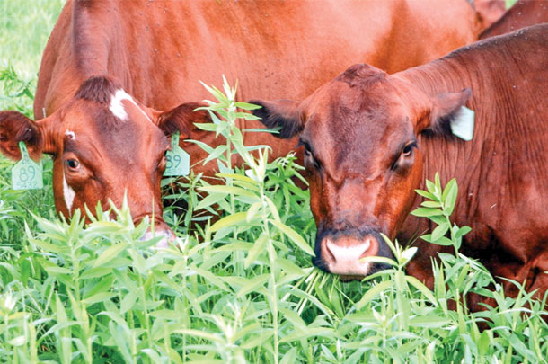 With protein levels between 22% and 28% sunn hemp can be a valuavle grazing crop for cows