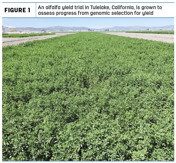 An alfalfa yield trail in Tulelake, California is grown to assess progress from genomic selection for yield