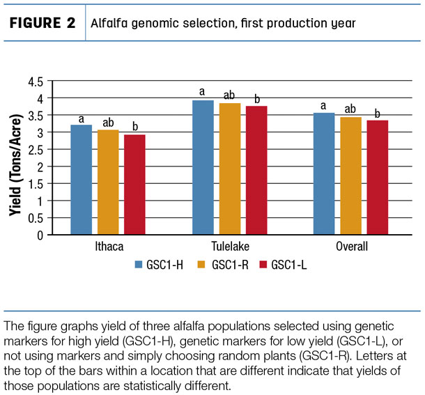 Alfalfa genomic selection, first production year
