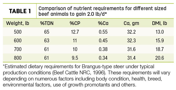 Comparison of nutrient requirements for different sized beef animals 