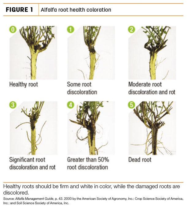 Alfalfa root health coloration