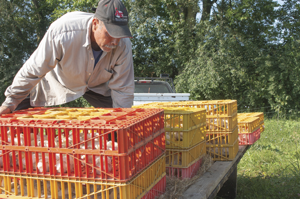 Loading chicks into a "Chicken tractor" which is pulled around the pasture daily