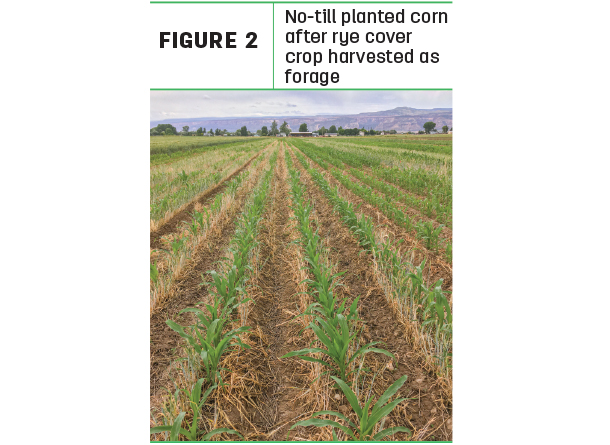 No-till planted corn after rye cover crop harvested as forage