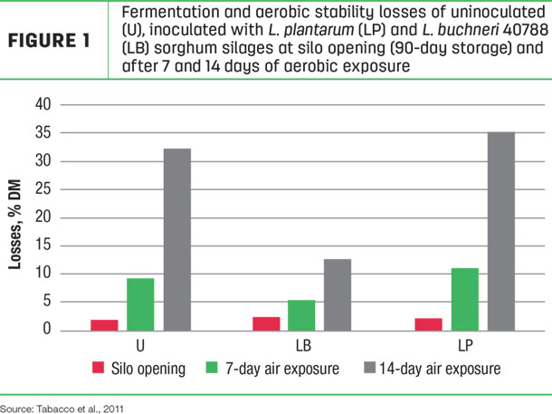 Fermentation and aerobic stability losses of unioculated, inoculated 