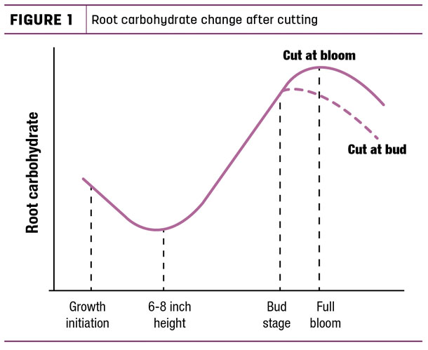 Root carbohydrate change after cutting