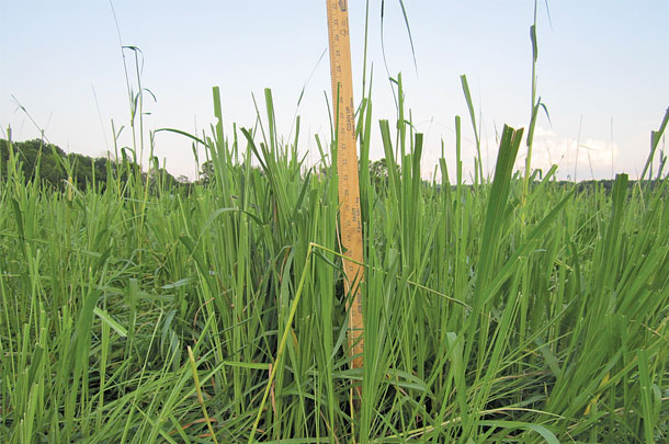 Gamagrass is a tall-growing species