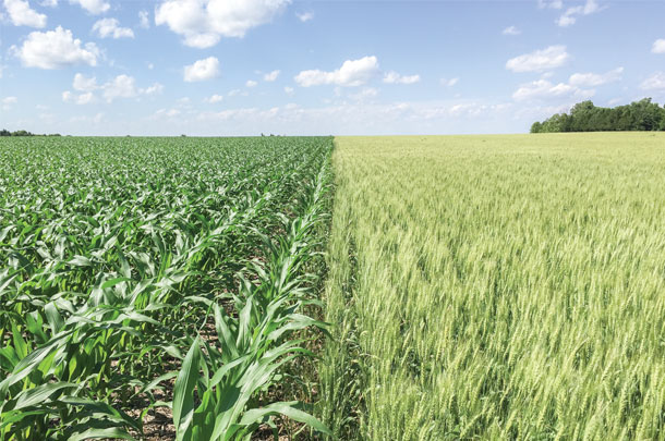Crop diversity is increased by adding winter wheat