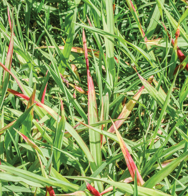 Knotroot foxtail shows herbicide symptoms