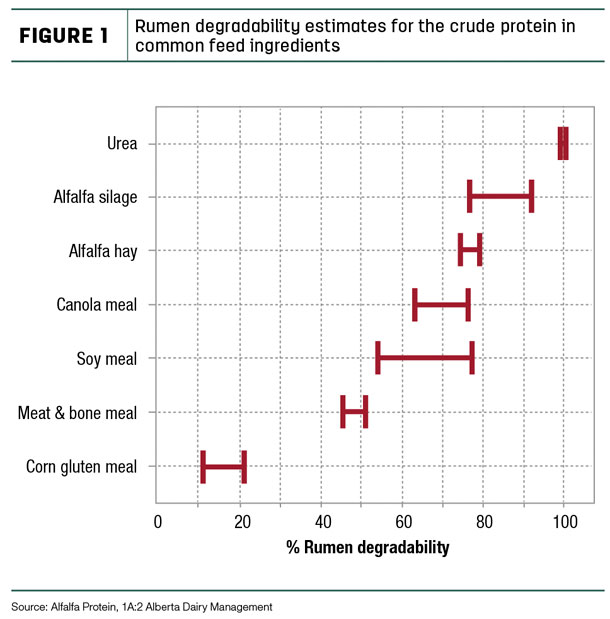 Rumen degradability estimates for the crude protein in common feed ingredents