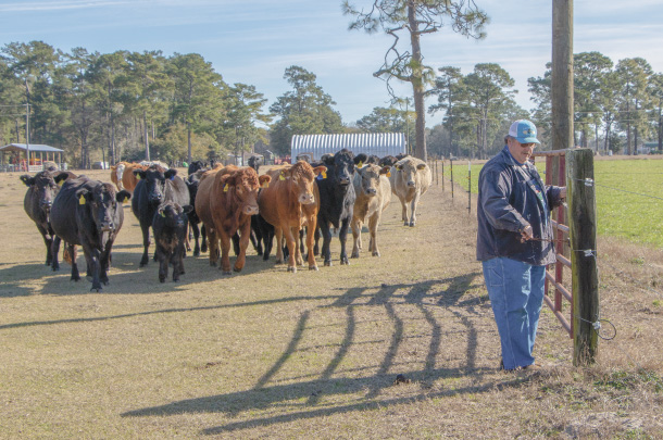 Carroll turns cows out onto a bermudagrass field 