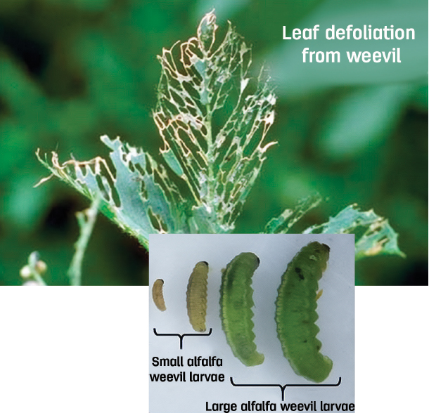 Leaf defoliation from weevil